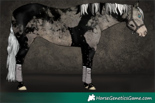 Horse Color:Void Silver Perlino Roan Dun Tobiano 
