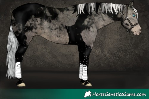 Horse Color:Void Silver Perlino Roan Dun Tobiano 