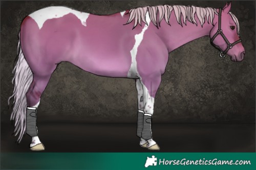 Horse Color:Silver Brown Dun Tobiano 