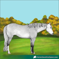 Horse Color:Silver Buckskin Chinchilla Dun 