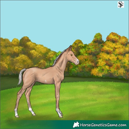 Horse Color:Silver Amber Champagne Sabino 