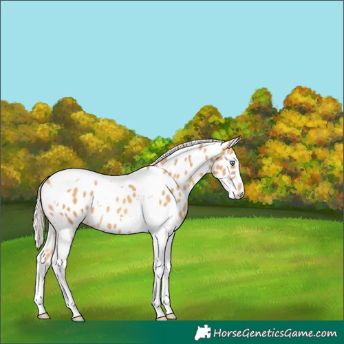 Horse Color:Gold Cream Champagne Tobiano Appaloosa 