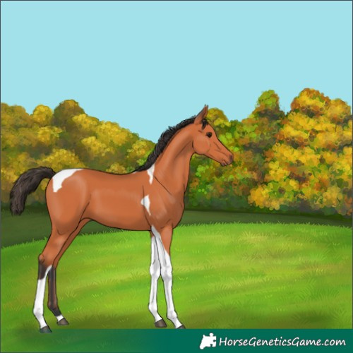 Horse Color:Bay Tobiano 