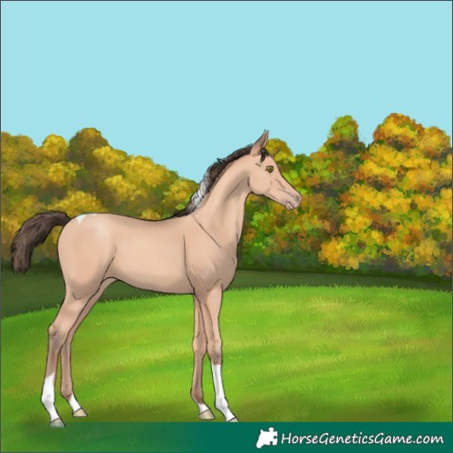 Horse Color:Amber Champagne Tobiano