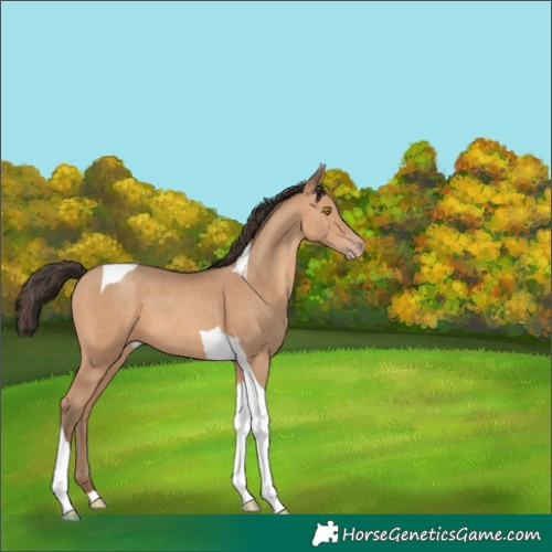 Horse Color:Amber Champagne Tobiano 