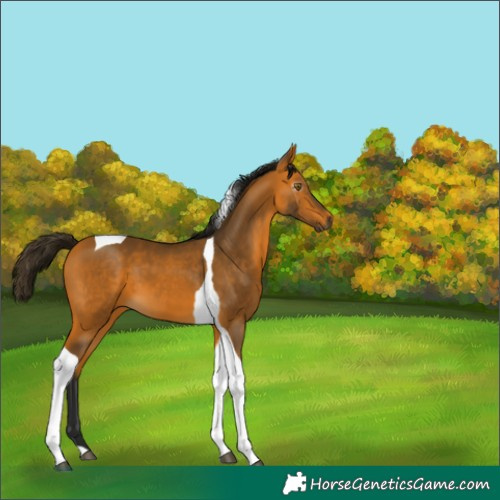 Horse Color:Gray Buckskin Tobiano 