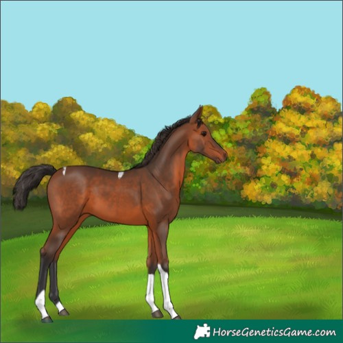 Horse Color:Bay Tobiano 