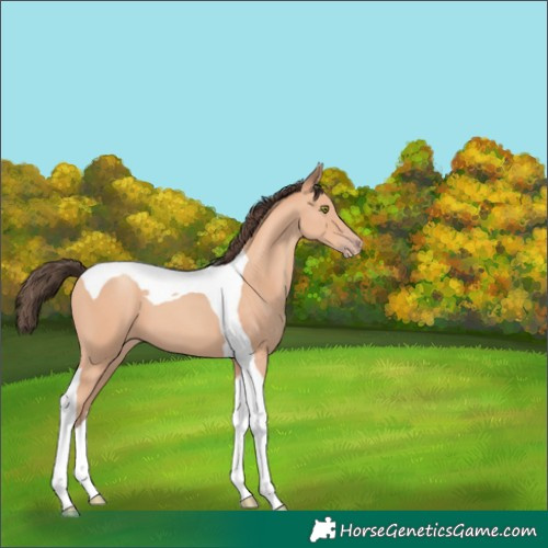 Horse Color:Amber Champagne Tobiano 