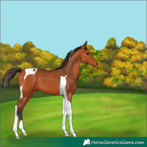 Horse Color:Bay Tobiano 
