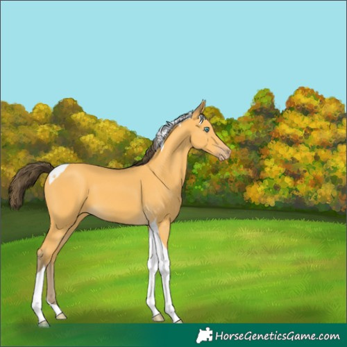 Horse Color:Amber Cream Champagne Tobiano 