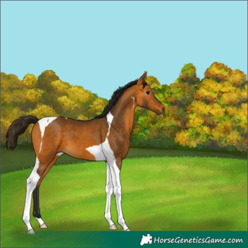 Horse Color:Gray Buckskin Tobiano 