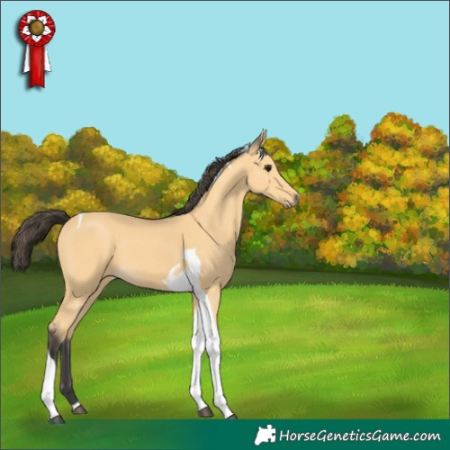 Horse Color:Buckskin Tobiano 
