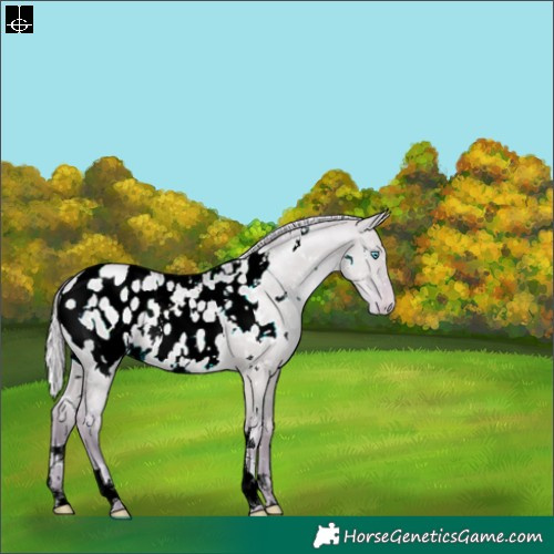 Horse Color:Watercolor White Spotted Silver Sable Champagne Pearl Dun Appaloosa 