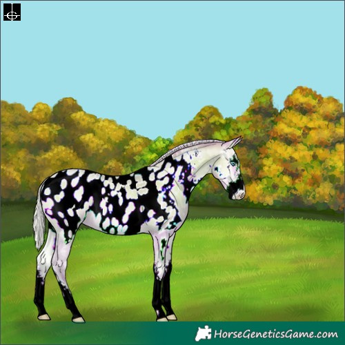 Horse Color:Watercolor Silver Sable Cream Champagne Pearl Onyx Sabino Near Leopard 