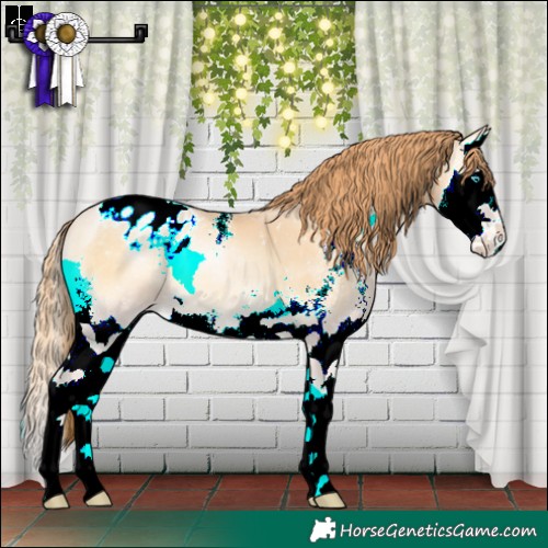 Horse Color:Buckskin Pearl Onyx Sabino Splash Appaloosa 