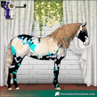Horse Color:Buckskin Pearl Onyx Sabino Splash Appaloosa 