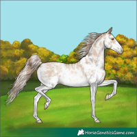 Horse Color:Liver Red Dun Pearl Sabino Rabicano 