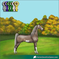Horse Color:Gray Silver Grullo Tobiano Frame 