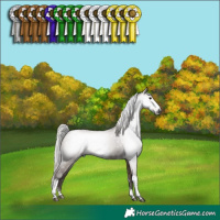Horse Color:Gray Silver Grullo Tobiano Frame 