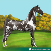 Horse Color:White Spotted Liver Chestnut
