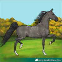 Horse Color:Grullo