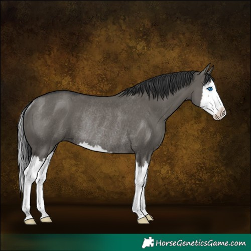 Horse Color:Grullo Splash Rabicano 