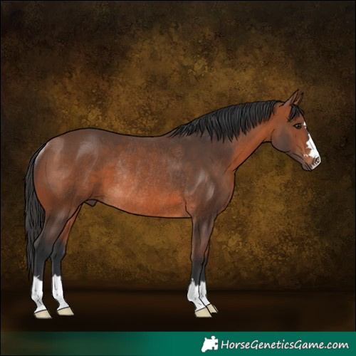 Horse Color:Bay Rabicano 