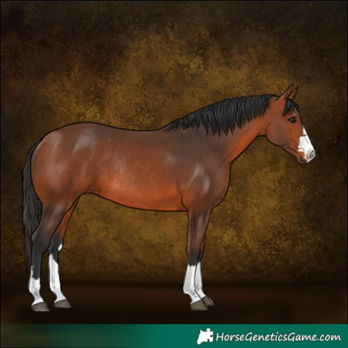 Horse Color:Bay Rabicano 