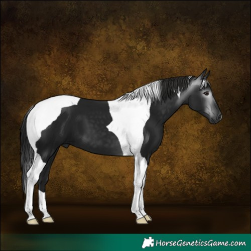 Horse Color:Gray Smoky Black Tobiano 