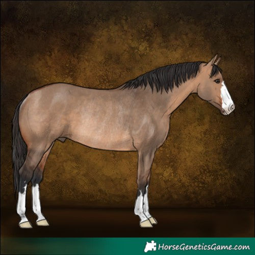 Horse Color:Bay Dun Rabicano 