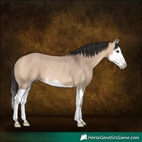 Horse Color:Bay Dun Splash Rabicano