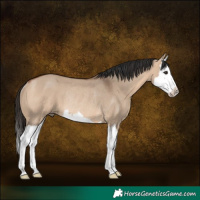 Horse Color:Bay Dun Splash Rabicano 