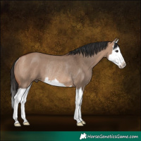 Horse Color:Bay Dun Splash Rabicano 