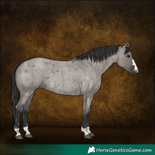 Horse Color:Grullo Roan Rabicano 