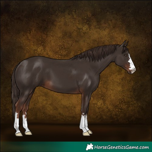 Horse Color:Liver Chestnut 