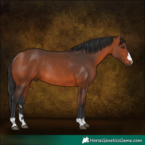 Horse Color:Bay Rabicano