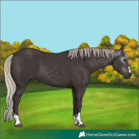 Horse Color:Gray Silver Black
