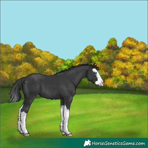 Horse Color:Black Splash 