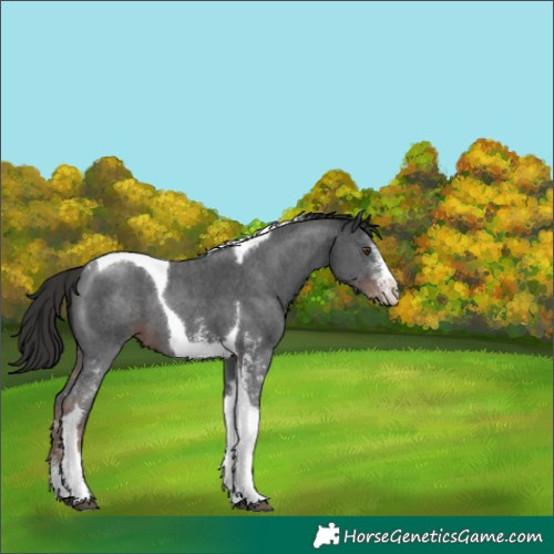 Horse Color:Liver Chestnut Sabino Tobiano