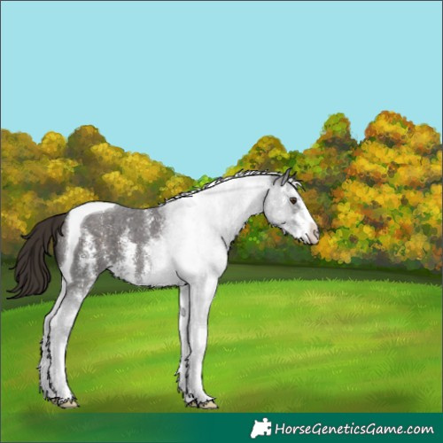 Horse Color:Liver Chestnut Sabino Tobiano 