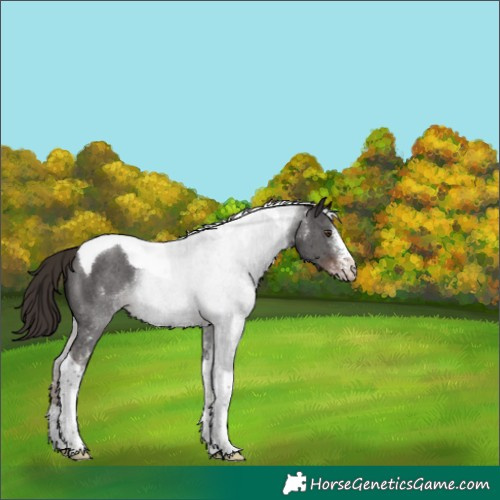 Horse Color:Liver Chestnut Sabino Tobiano 
