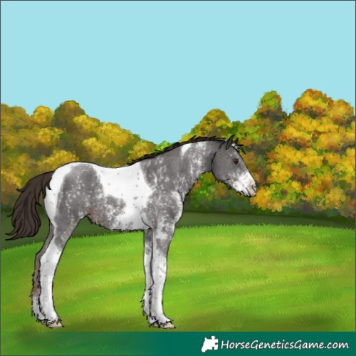 Horse Color:Liver Chestnut Sabino Tobiano 