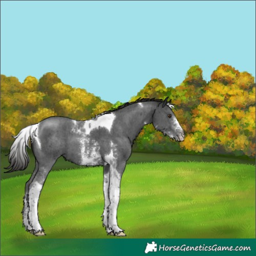 Horse Color:Liver Chestnut Sabino Tobiano 