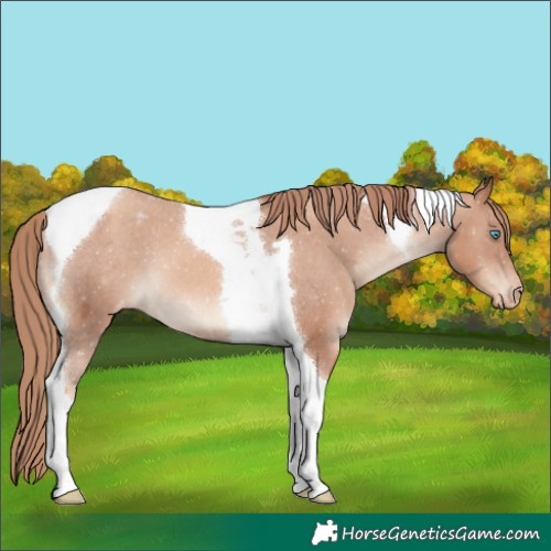 Horse Color:Gold Champagne Tobiano Appaloosa
