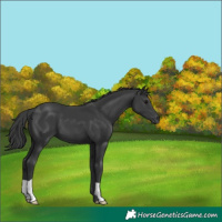 Horse Color:Black 