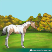 Horse Color:Gray Brown Dun Tobiano Appaloosa