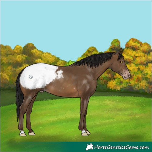 Horse Color:Gray Sable Champagne Snowcap 