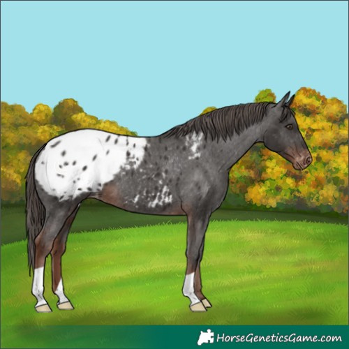 Horse Color:Liver Chestnut Appaloosa