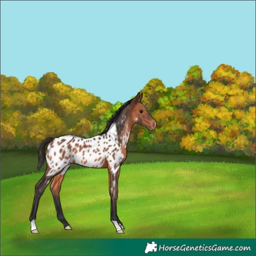 Horse Color:Bay Appaloosa 