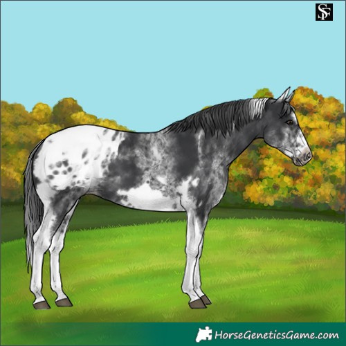Horse Color:White Spotted Black Splash Tobiano Frame Appaloosa 